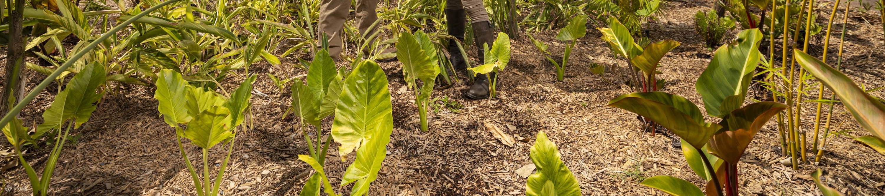 biglietti dreamworld - Biglietto Dreamworld Gold Coast